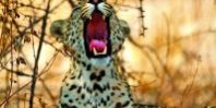 Afrikanisches-Wildlife-Leoparden-und-Elefanten1-199×300