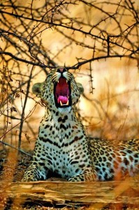 Afrikanisches-Wildlife-Leoparden-und-Elefanten1-199×300