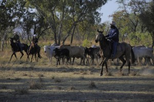 HV8_Cattle_Muster_0021_PM-300×199