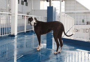 Hund_an_Bord_TT-Line_ChristianeSchröder_kl-300×206