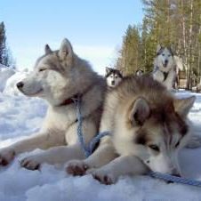 Huskys-Foto-Wikinger-Reisen1