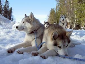 Huskys-Foto-Wikinger-Reisen1