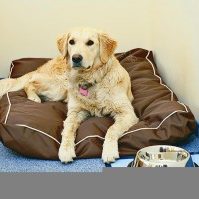 ITS-Hotels-bieten-Hundebesitzern-und-Vierbeinern-Rundum-Service-300×199