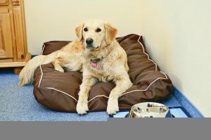 ITS-Hotels-bieten-Hundebesitzern-und-Vierbeinern-Rundum-Service-300×199
