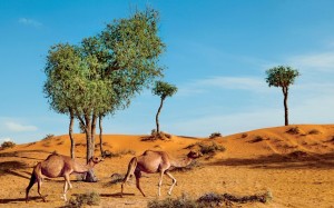 Kamele-rasalkhaimah-300×1872