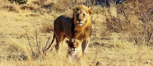Löwe_ADAC-Reisen-MW-Rundreise-300×130