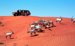 Oryxantilopen_Emirate-Foto-FTI-300×185
