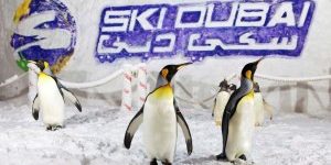 Pinguine_DXB_Kempinski_Mall_of_the_Emriates_1_kl-300×207