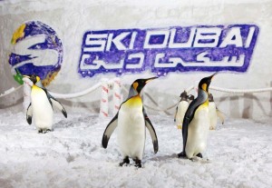 Pinguine_DXB_Kempinski_Mall_of_the_Emriates_1_kl-300×207