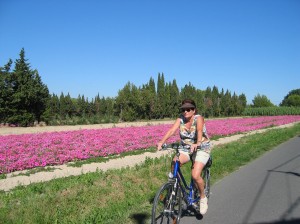 Radeln-im-Rausch-des-Lavendels-Foto-Rückenwind-Reisen-300×224