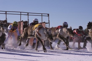 Reindeer-Race_2-low-300×1981