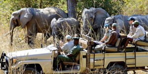 Safari-MWR-300×150