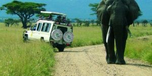 Serengeti-und-die-große-Tierwanderung-Foto-IKARUS-TOURS-300×225