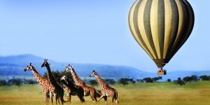 Singita_2-300×209
