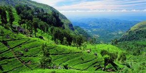 Traumhafte-Teeterrasse-auf-Sri-Lanka-Foto-Lotos-Travel-300×205