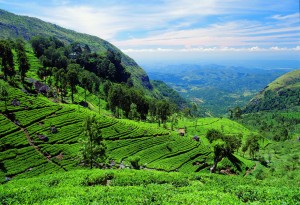 Traumhafte-Teeterrasse-auf-Sri-Lanka-Foto-Lotos-Travel-300×205
