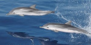 big_gran_c_nautik_018-1-300×212